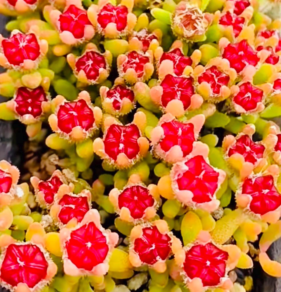 10 Seeds Drosanthemum stokoei Very Rare Succulent Seed Pink Succulents Meaty Plants