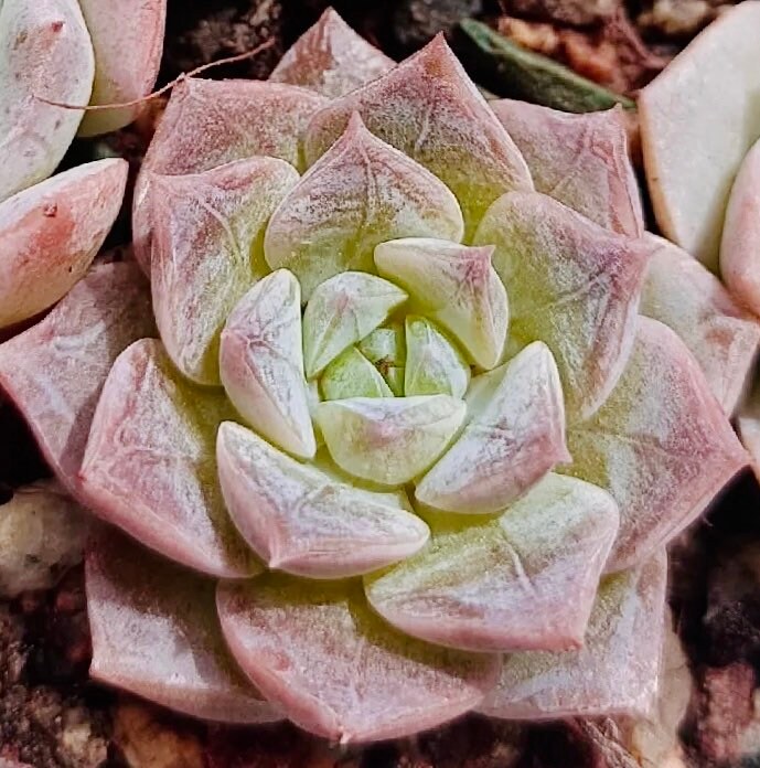 10 Seeds Echeveria ‘Shadow’ with farina lines /Farina patterns new elegans hybrid Rare Succulent Meaty Plants