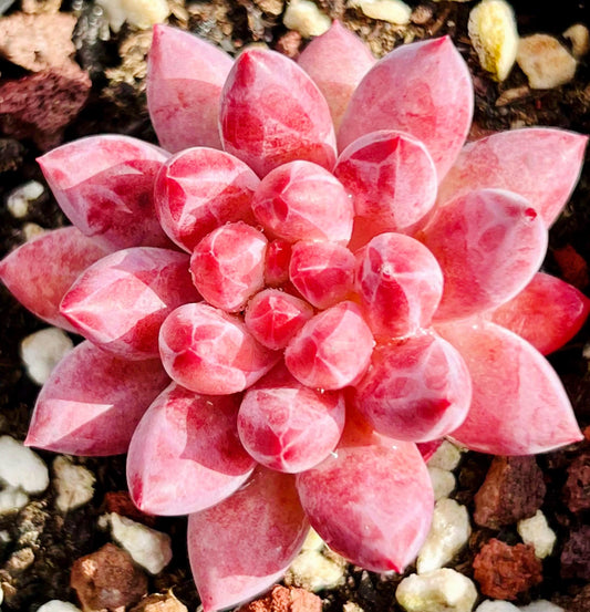 10 Seeds Echeveria Romeo rubin X Pachyphytum ‘Baby Finger’ New hybrid Rare Succulent Plant