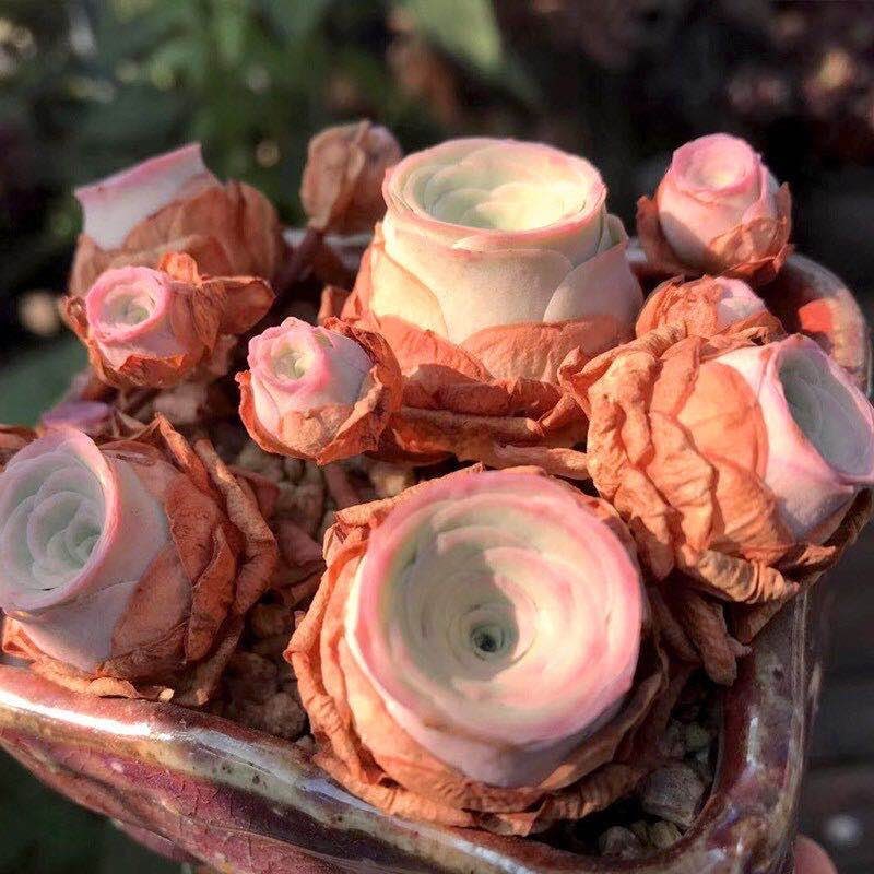 10 Seeds Greenovia aurea sp. 'Love Letter' very Rare Pink mountain Rose Seed Succulent Bonsai Plant Flower Succulents Meaty Plants