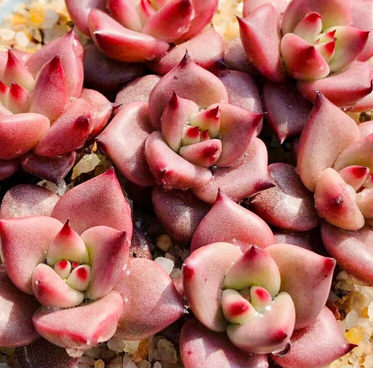 10 Seeds Echeveria Blood Romeo Rare Succulent Plant