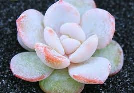 10 seeds Echeveria Pink Laui Lauii Seed Rare Succulent Plant