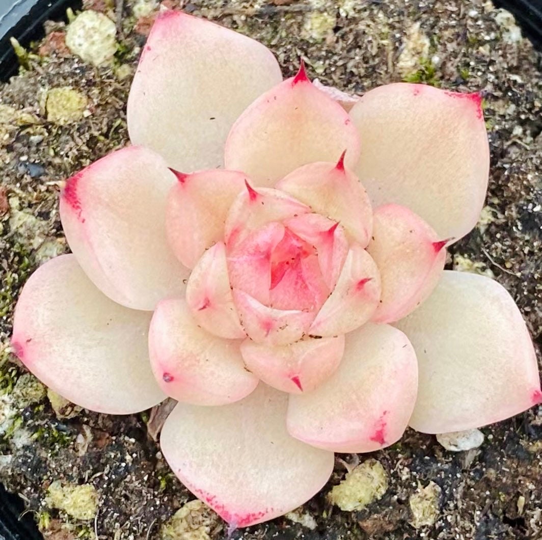 10 Seeds MIX Echeveria cuspidata Hybrid Seed Rare Succulent Plant