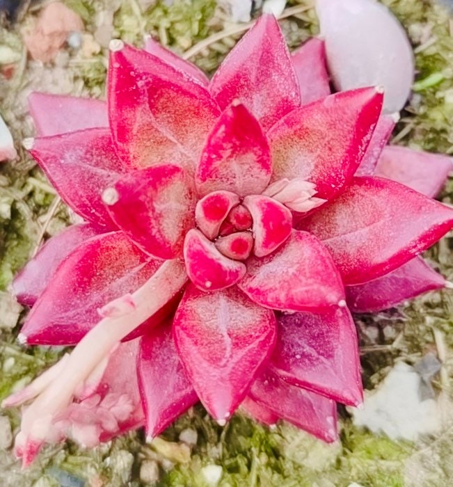 10 seeds Echeveria ‘Psyche’ New rubin Hybrids Rare Succulent Plant