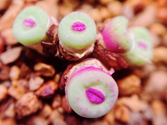 10 Seeds MIX Conophytum pageae ‘Red Lip’ sp Rare Succulent Seed Pink Succulents Meaty Plants Living stone