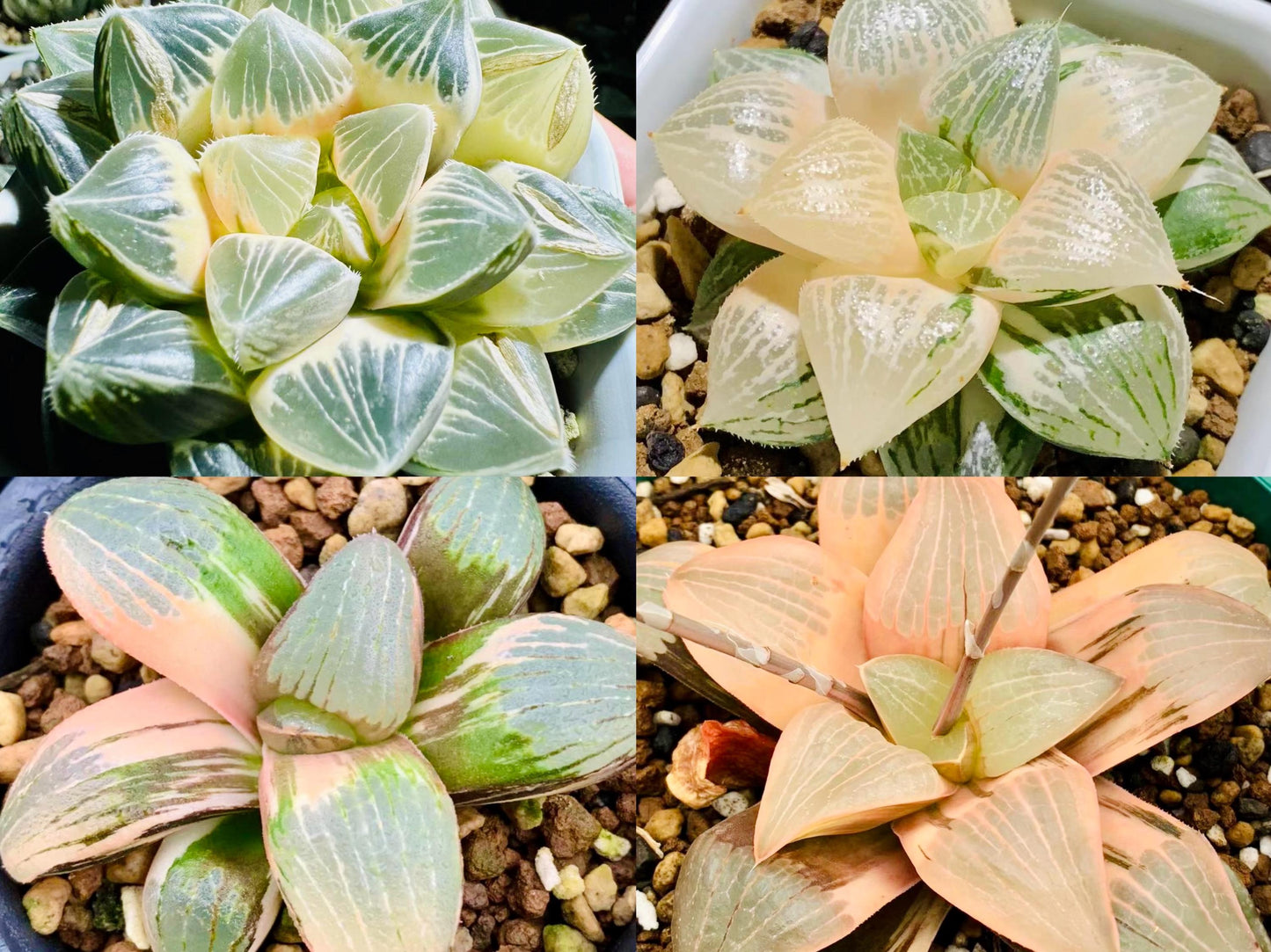 10 MIX Seeds Variegated Haworthia Emelyae / Picta sp seed Very Rare Succulent Meaty Plant