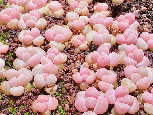 10 Seeds Pachyphytum 'Pink Cheese' X Echeveria Laui: Rare Pink Succulent Hybrid